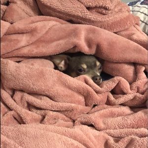 Meet your Posher, Dani